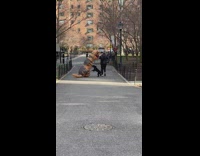 Dog pouncing on person inside dinosaur costume at park