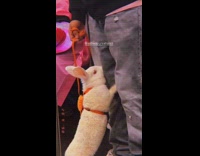 Guy rides train with bunny on leash