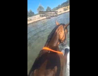 Womans horse splashing and playing on water 
