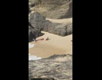 Woman in a mermaid costume moved by the beach wave