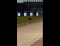 Woman reacts at beaver shouts at campus