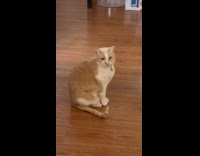 Cat replies meow to song of owner