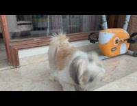 Dog growls wags tail orange stationary bicycle 