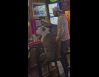 Brown and white dog sitting at beer as people cheer