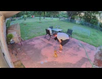 Man takes cat and dog at yard