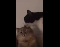 Black white cat lick face head of other cat