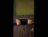 Collab Clips MPUGC - Woman taking pictures of kitten at park