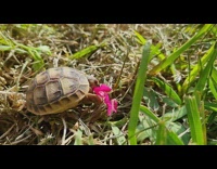 Small young tortoise eat pink flower backyard