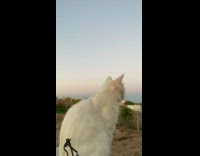 Cat on Fence Looks Around Worked Ground