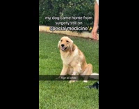Golden retriever sit on grass still high