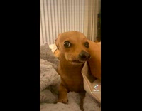 Brown small dog with huge overbite 