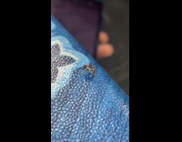 Small spider on table look at camera