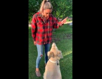 Collab BitchIG2 - Brown Dog chases woman and pulls her polo shirt