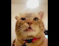 Orange cat wearing red collar has snaggletooth 
