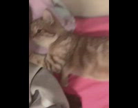 Girl lays in bed with brown cat