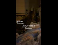 Collab ClipsIG - Cat act like somebody else is here