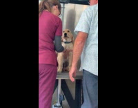 Two people pets dog that stays still