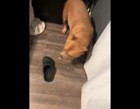 Dog runs around room hide under bed