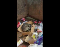 Raccoon takes a nap in dumpster 
