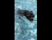 Black dog in pool with sunglasses on swimming