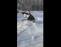 Slowmo White Dog Black Suit Digs In Snow
