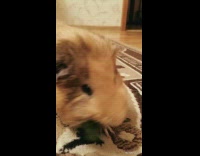brown hamster eating grass