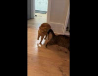 Cats high fiving each other 