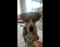 Dog shows teeth when asked to whisper 