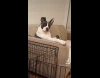 Dog sitting on couch like human