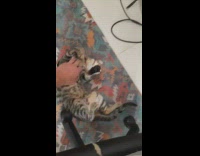 Person rub belly of cat on carpet