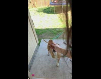 Dog with three legs catches thrown treat 