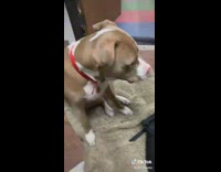 Owner shows off trick where pitbull smiles