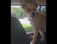 Brown dog with head out of car window howls and barks at sirens