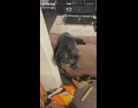 Black cat jumps off of couch onto grey scratch tower 