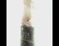 Kitten tries to pull tissue out box