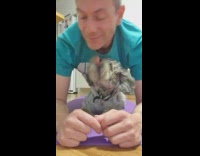 Dog licks guy doing planks
