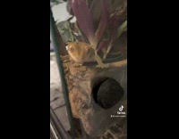 Woman calls lizard handsome and it reacts 