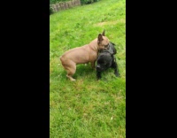 Brown dog rest head over black dog