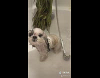 Small dog bath shower clean