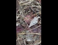 Large black ant with scorpion claw yard