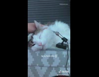Girl pets cat purrs into small microphone 