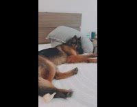 Girl chewed up pillow large dog bed