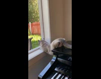 Belly of cat hang between window and piano