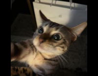 Collab PLC - Cat reaches and touches camera from filmer