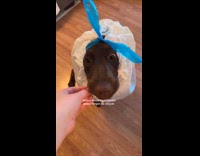 Giving dog bread crust trash