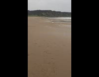 Dog run fetch ball then stop beach