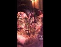 Cat lays and looks at galaxy light