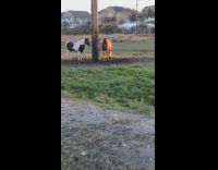 Three horses gather around the wooden pole