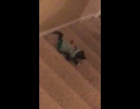 BitchMP - Cat green stripe sweater rolling down stairs