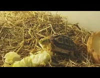 Pet tortoise with a leaf stuck outside mouth